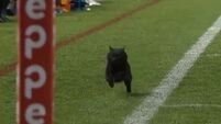 Cat becomes internet superhero after this glorious rugby pitch invasion