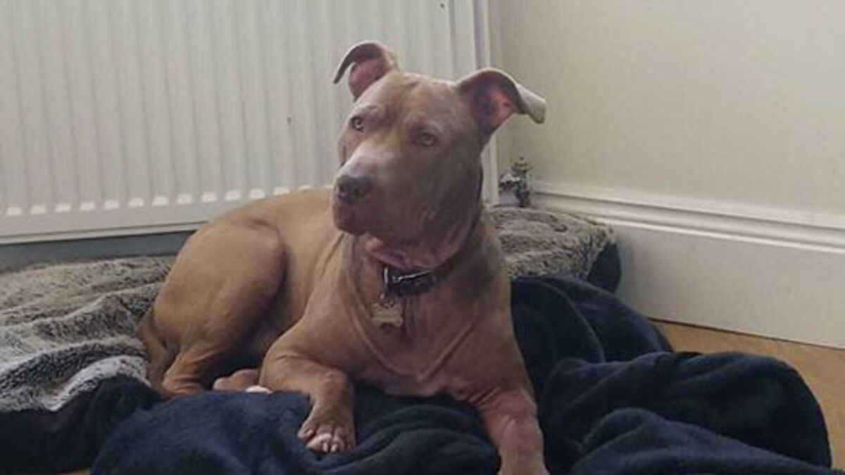 Does Ireland Allow Pit Bulls