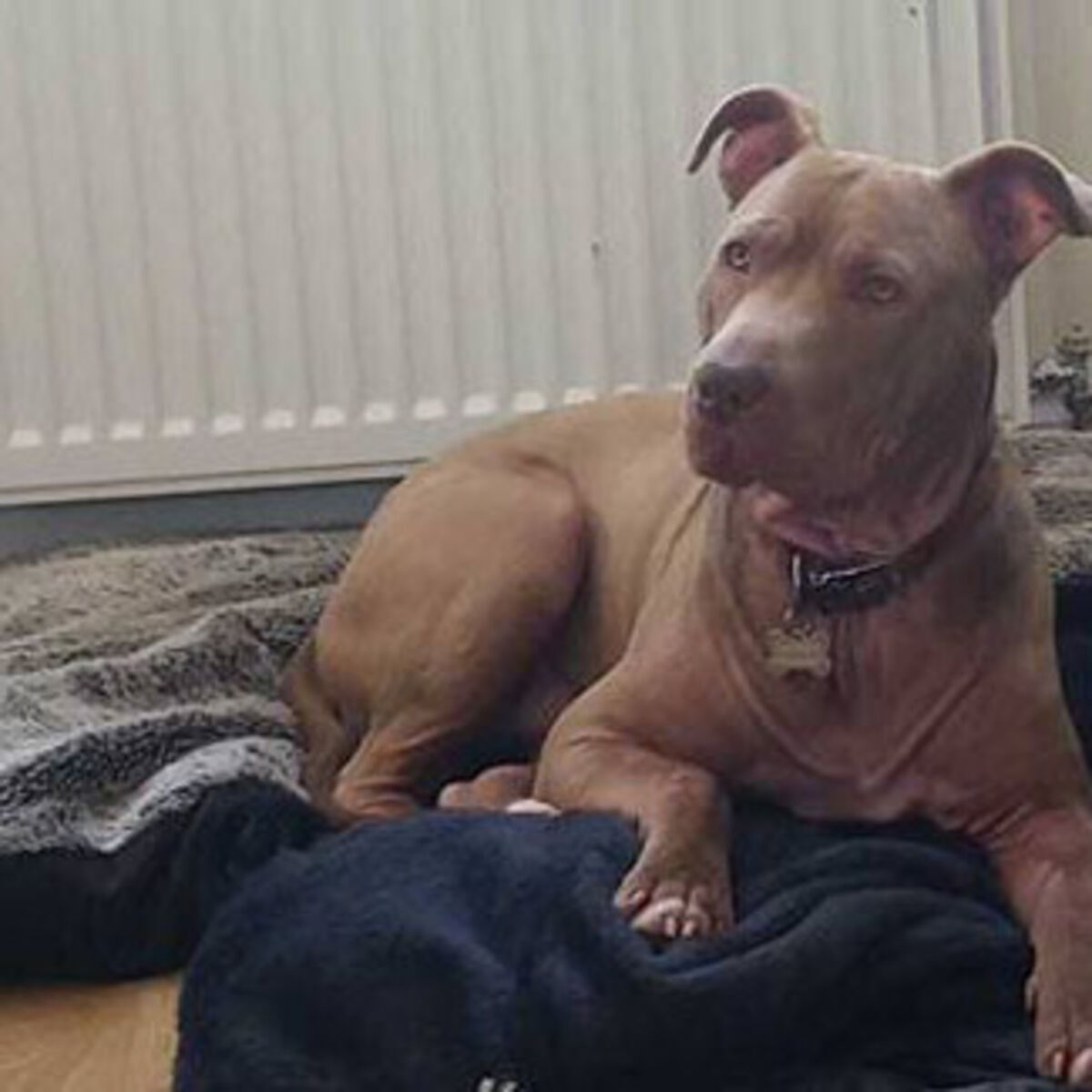 Does Ireland Allow Pit Bulls