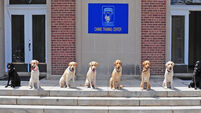 Take a look at these police dogs graduating from 'college'