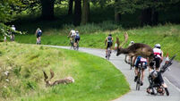 A stag crashed into a cyclist during yesterday's triathlon in the Phoenix Park