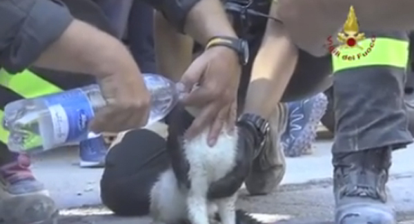 Cat rescued from rubble six days after Italian quake