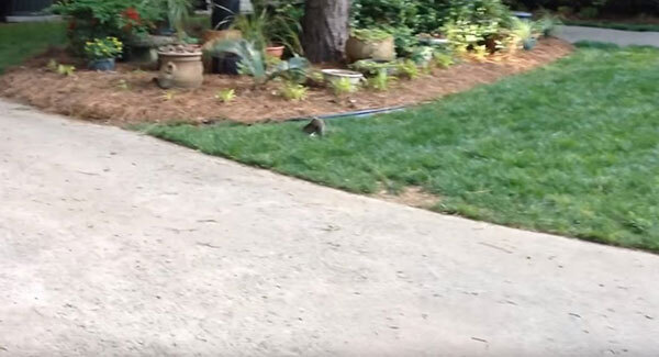 Squirrel with no hind legs does handstand to get around