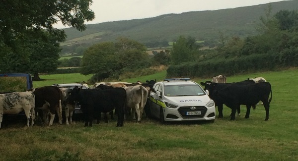 The guards are tweeting puns again, from a field of cattle