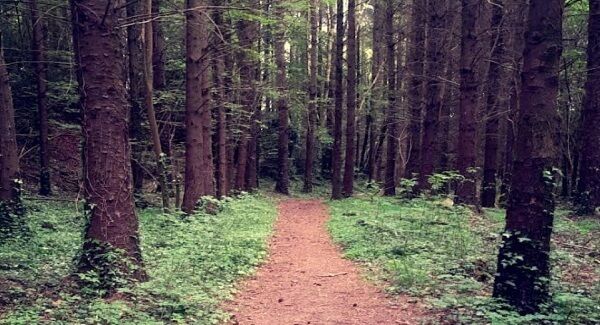 Cadamstown, Co Offaly. Pic:Sarah Wright