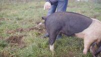A video on how to straighten a pig's tail has gone viral
