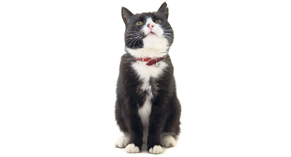 WATCH: This mighty cat rescued a hiker lost on a mountain