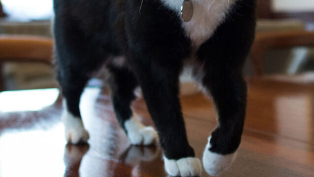 Chief Mouser at Foreign Office