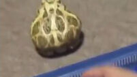 This frog is really annoyed