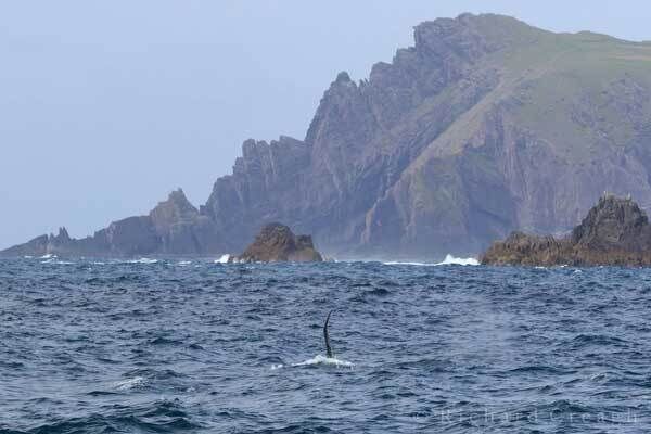 The killer whale spotted on Monday with Ceann Sibeal in the background The killer whale spotted on Monday with Ceann Sibeal in the background