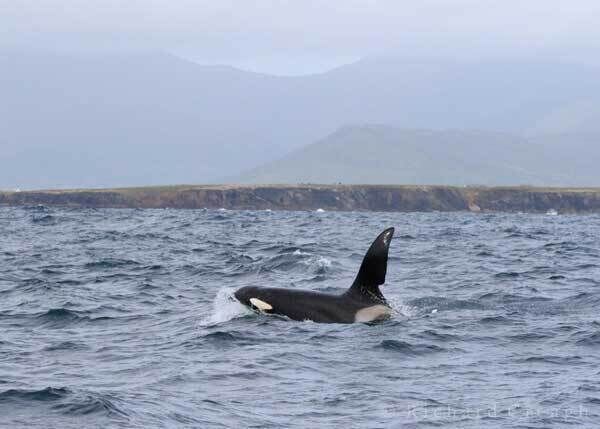 The Orca is recognisable by the distinctive notch in his dorsal fin The Orca is recognisable by the distinctive notch in his dorsal fin