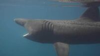 Amazing footage of basking sharks and humpback whales will make you head to West Cork immediately