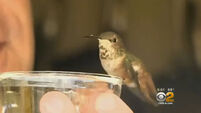 Reformed rescue dog saves hummingbird from death; they become best friends