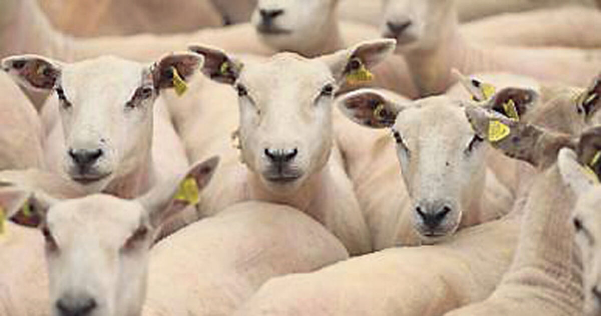 1,300 sheep take over Spanish town after shepherd falls asleep