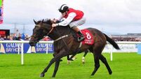 Swamp Fox takes control in Galway feature