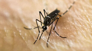 Rio's mayor contradicts health experts saying Zika virus 'not a big issue'