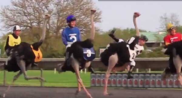 Chicago racecourse launches season with ostrich racing