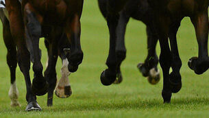 Fancy a flutter? Our tipster gives his selections for day five at Galway