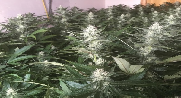 Cannabis plants worth €300k discovered in two separate Garda raids