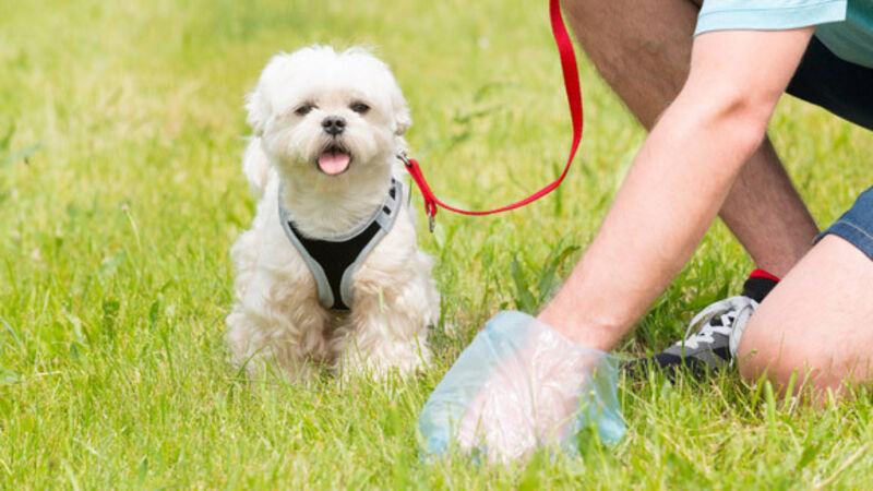 Kerry Councillor wants dog nappies designed to tackle 'serious issue' of dog fouling in county Kerry Councillor wants dog nappies designed to tackle 'serious issue' of dog fouling in county