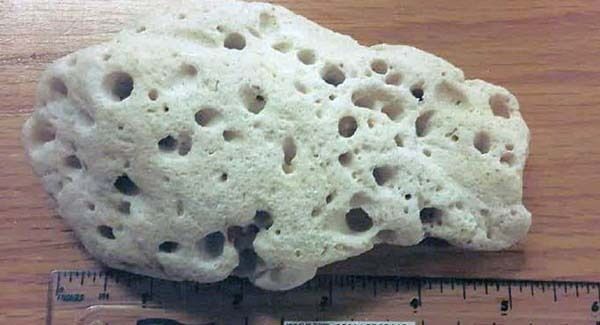 A piece of coral which was among the items seized by customs tackling the banned trade of endangered animals this year. Pic: PA