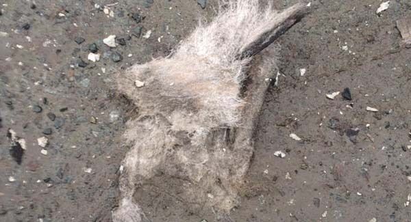 Some of the asbestos coming from the fire in Arklow today. Some of the asbestos coming from the fire in Arklow today.