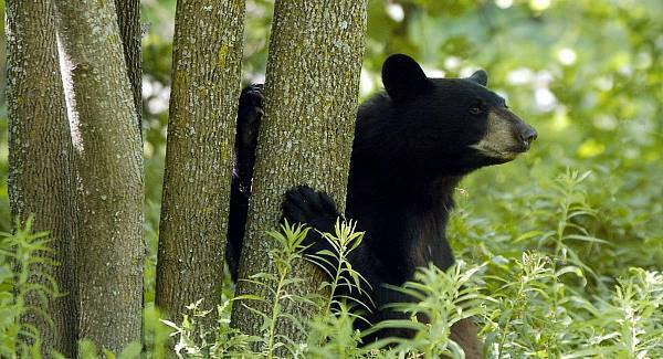Wildlife officers kill bear that bit sleeping teenager on the head