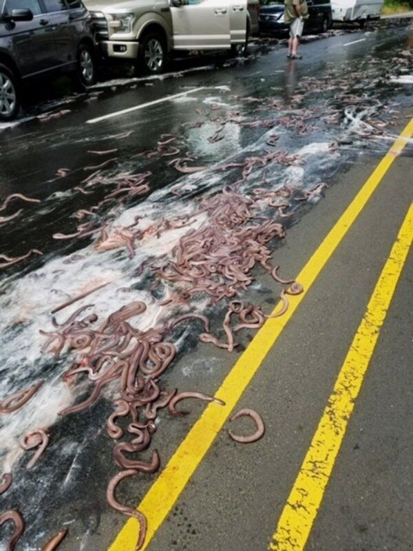 Pic via Oregon State Police. Pic via Oregon State Police.