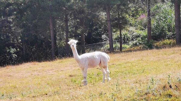An alpaca whose hair is used in the soap made by Alain and Geraldine at Domaine du Vigneau, Le Champ St Pere, France.