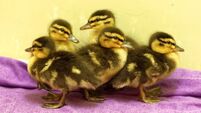 300 ducklings vaccinated against deadly disase