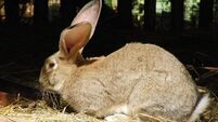 United Airlines 'saddened' after giant rabbit dies on flight to US