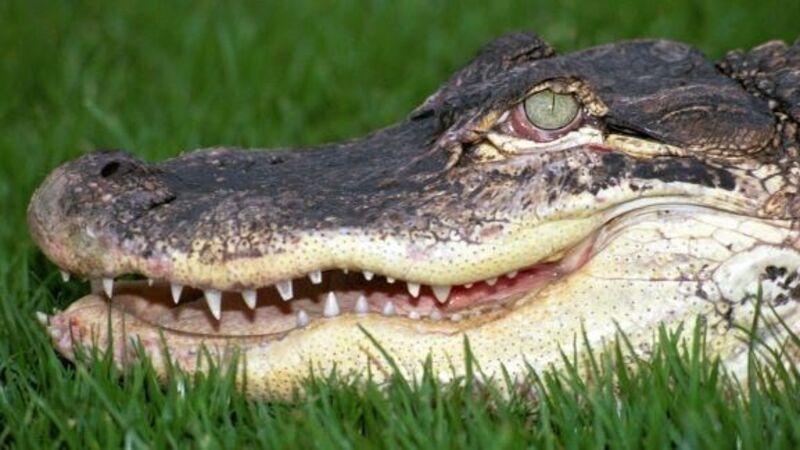 Australian teen attacked by crocodile after jumping into river for a dare Australian teen attacked by crocodile after jumping into river for a dare