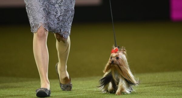 Owner Chizuru Kagayaki with Kagayaki, a Yorkshire Terrier from Japan who won the Best in Toy Group title at Crufts 2017 at the NEC in Birmingham, England. Pic: PA