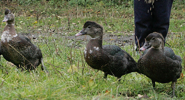 Duck cull ordered in France's foie gras region in effort to contain bird flu