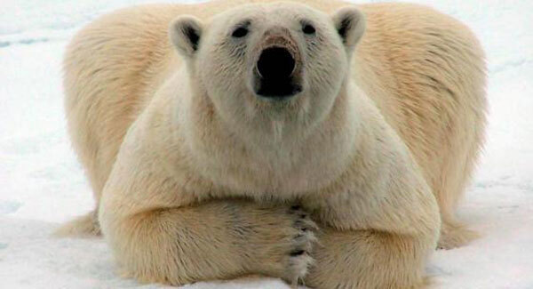Research suggests polar bear numbers may drop by a third in 40 years