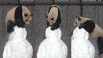 This panda is having great craic dismantling a snowman