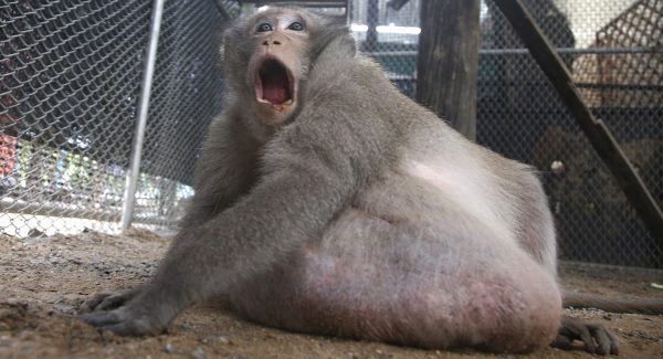 Pic: AP Photo/Sakchai Lalit