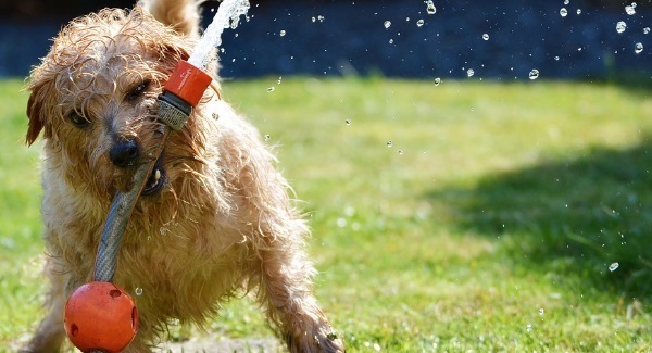 This Galway hotel offers a ‘doggie package’ so you can bring your pet on its own little holiday