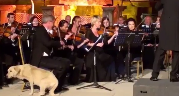 Dog crashes Vienna Chamber Orchestra performance in Turkey