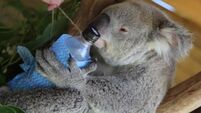 WATCH: Australian zoo keeps koalas cool in 40 degree-plus temperatures