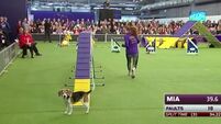 Mia the Beagle gets distracted at Westminster Dog Show, goes on to win our hearts