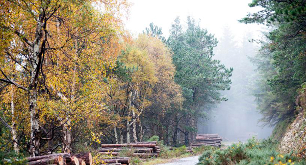 200m investment in Irish forestry