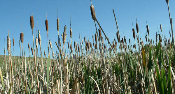 Programme to control rushes without herbicide