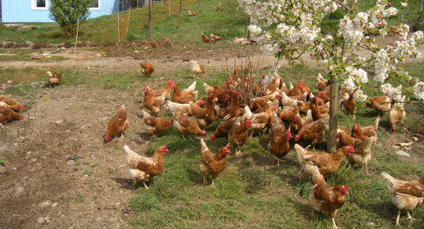 Oliver Moore: Organic eggs better than free range?
