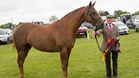 Lehane horses dominated at Bandon horse show