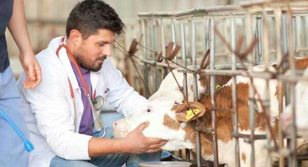 Veterinary advice: Four stomachs, but they don’t always work properly