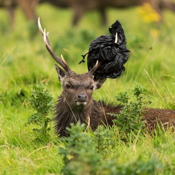 A sika deer pictured in Knockreer, Killarney, this weekend with a black refuse sack entangled in its antlers. Picture: Peter O'Toole