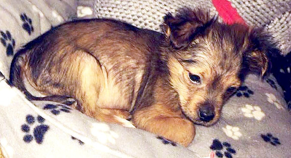 Two arrested after puppy beaten to death with hammer and put in microwave in Armagh