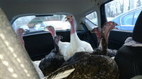 Seven plucky turkeys stage Christmas sit in