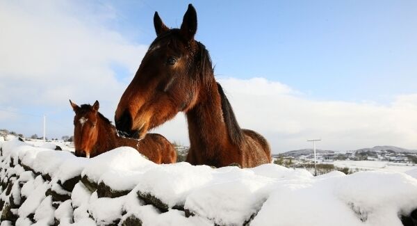 Horses in a field in Cloughoge, Newry, as parts of the UK and Ireland woke up to a blanket of snow caused by an Arctic airflow in the wake of Storm Caroline.
